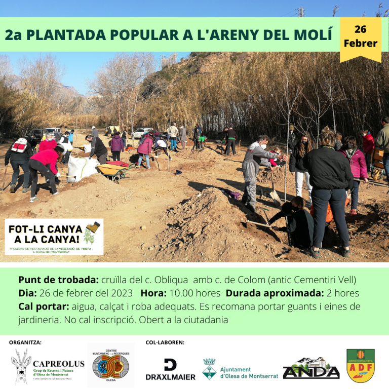 2a Plantada popular a l'Areny del molí.