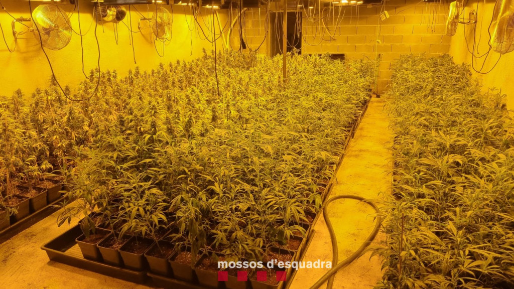 Plantació de marihuana en un soterrani