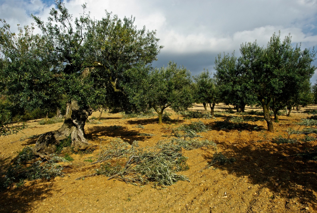 Imatge d'un cap d'oliveres