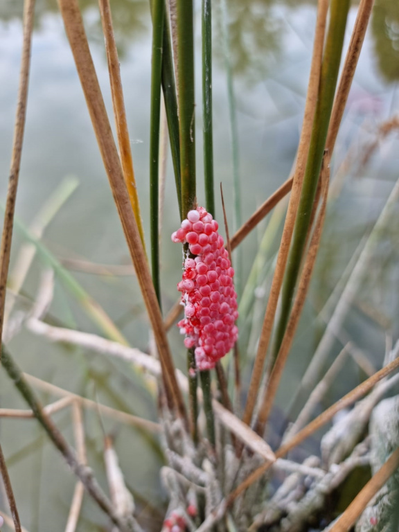 Plantes del Llac Municipal amb ous del Cargol Poma