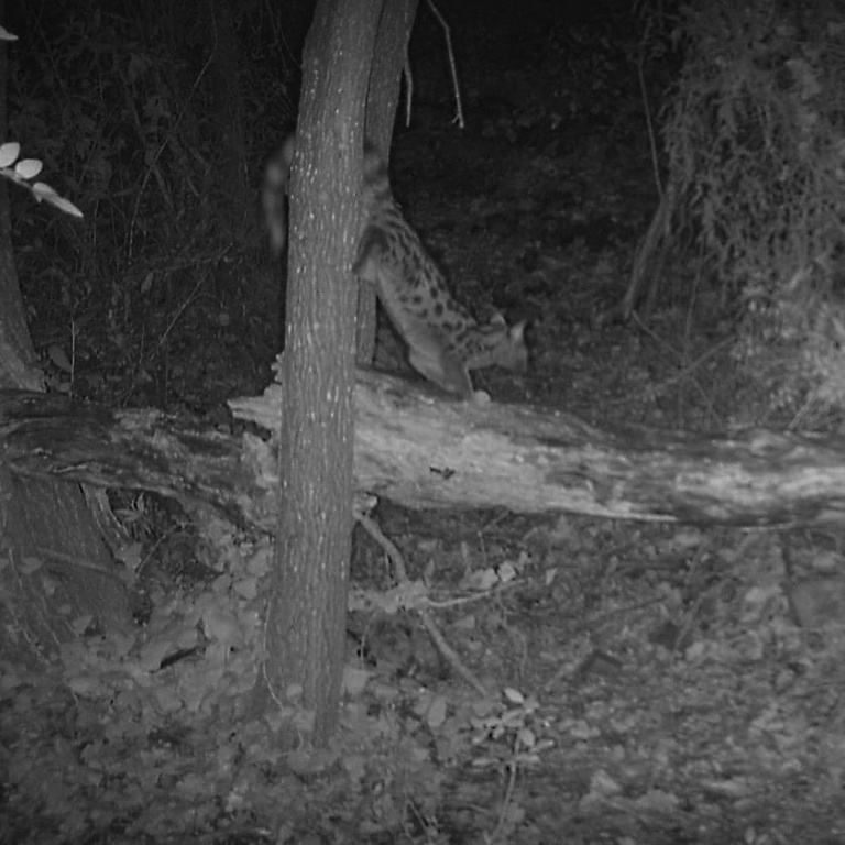 Captura de fotografia nocturna d'una geneta