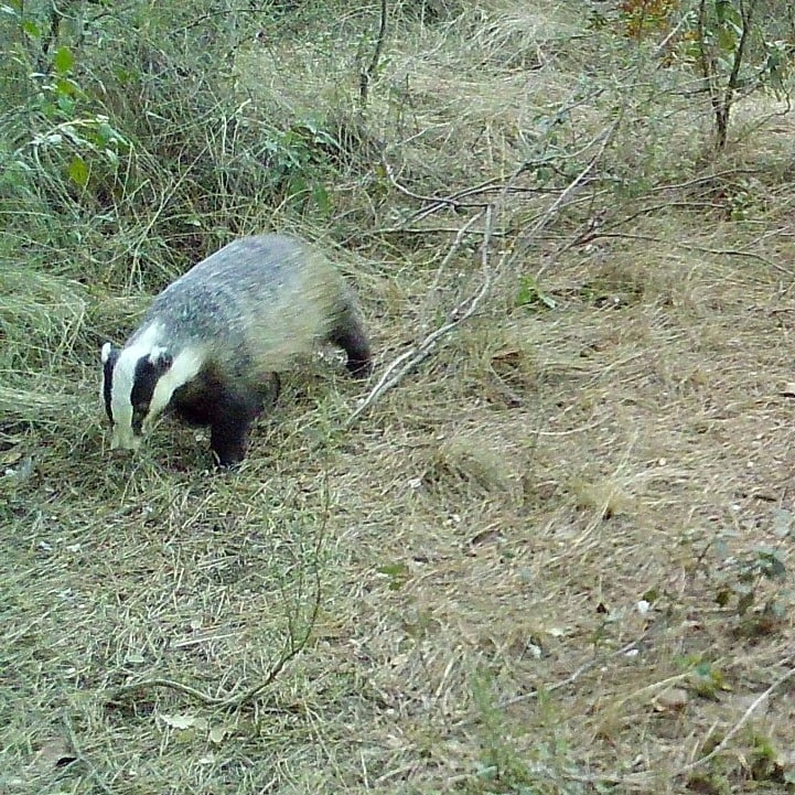 Captura fotografia diurna d'un teixó