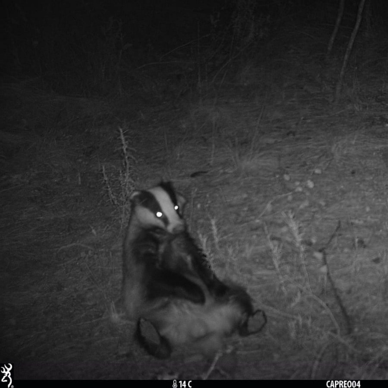 Captura fotografia nocturna d'un teixó